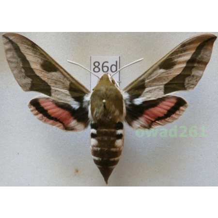 Hyles euphorbiae (Linnaeus, 1758) Czech 67mm86d